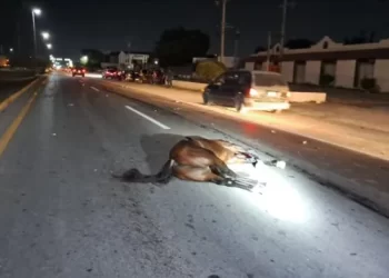 Camioneta embiste a caballo y jinete en libramiento de Victoria; un muerto