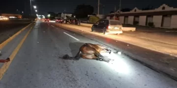 Camioneta embiste a caballo y jinete en libramiento de Victoria; un muerto