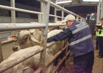 Adopta Gobierno de México medidas para prevenir influenza aviar en bovinos por casos en EUA