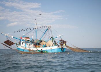 Anuncia veda para el camarón del 1 de mayo al 15 de agosto en Tamaulipas