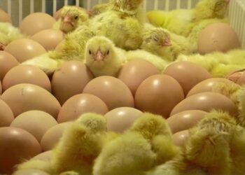 Declara SADER a México libre de influenza aviar de alta patogenicidad AH5N2