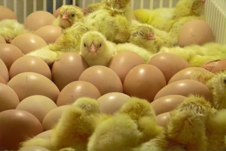 Declara SADER a México libre de influenza aviar de alta patogenicidad AH5N2