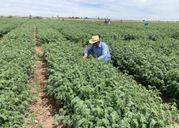Presentan garbanzo mexicano resistente a sequía y enfermedades
