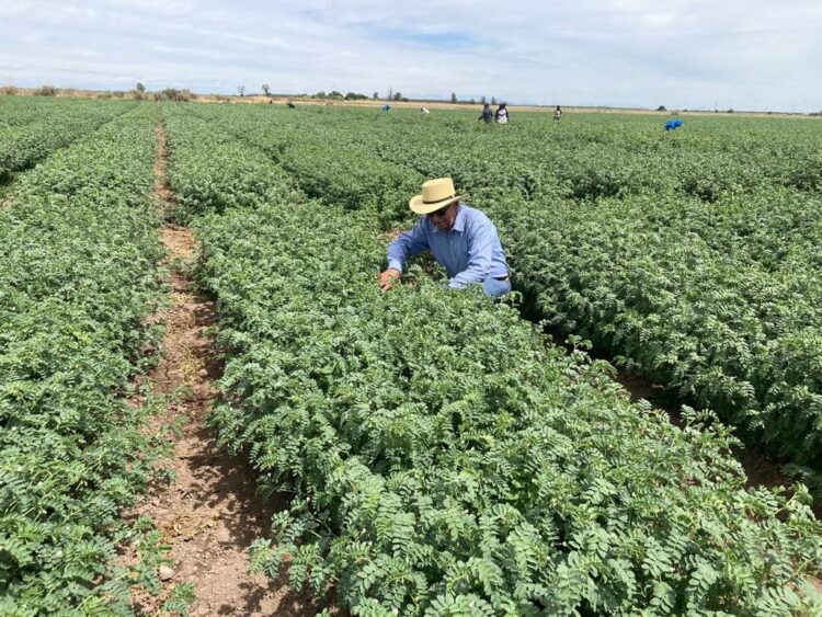 Presentan garbanzo mexicano resistente a sequía y enfermedades