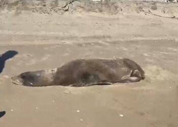 Rescatan a lobo marino herido en playas de Sinaloa