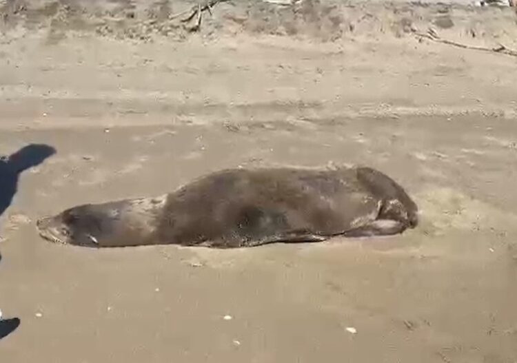 Rescatan a lobo marino herido en playas de Sinaloa