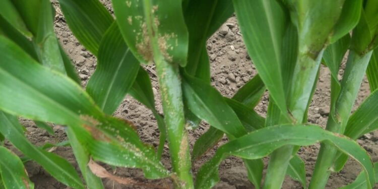 Afecta plaga del pulgón amarillo plantaciones de sorgo en el norte de Tamaulipas