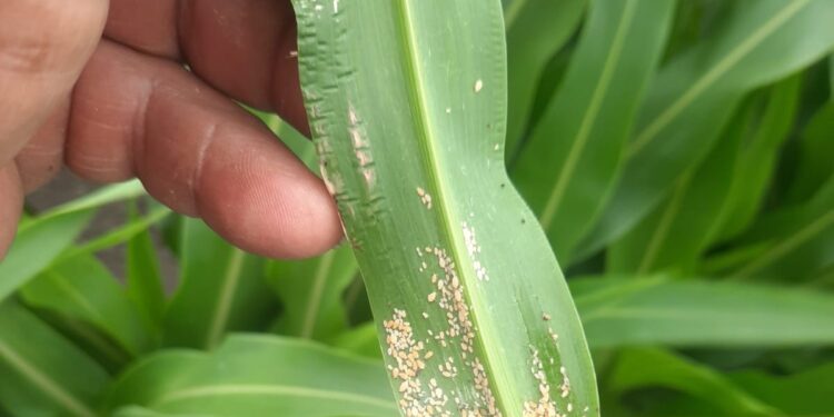 Afecta plaga del pulgón amarillo plantaciones de sorgo en el norte de Tamaulipas