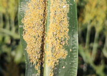 Afecta plaga del pulgón amarillo plantaciones de sorgo en el norte de Tamaulipas