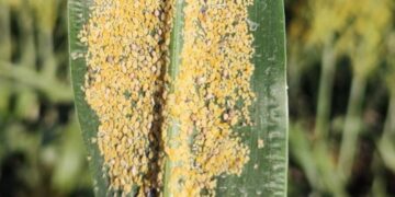 Afecta plaga del pulgón amarillo plantaciones de sorgo en el norte de Tamaulipas