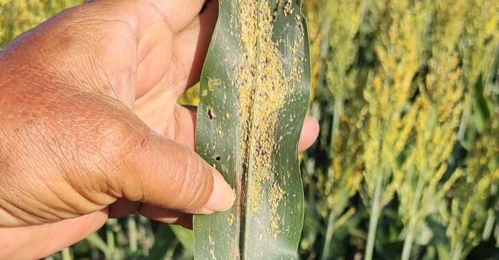 Afecta plaga del pulgón amarillo plantaciones de sorgo en el norte de Tamaulipas