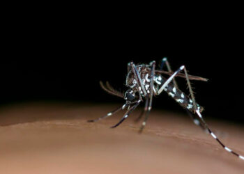 Aumenta a 161 el número de muertes por dengue en Argentina