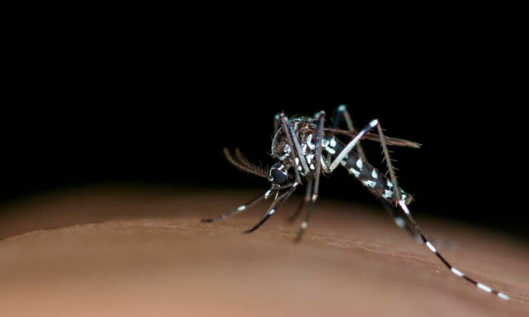 Aumenta a 161 el número de muertes por dengue en Argentina