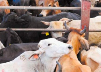 Alerta sanitaria en Nicaragua por la presencia del gusano barrenador en el ganado