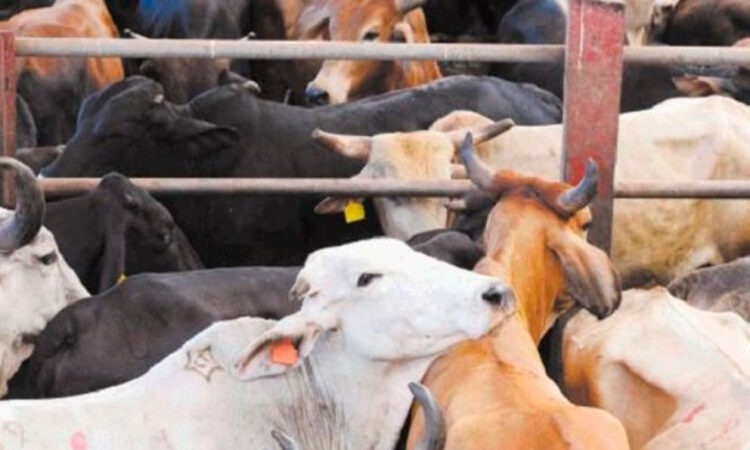 Alerta sanitaria en Nicaragua por la presencia del gusano barrenador en el ganado