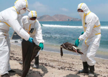 Cambio climático impulsa expansión de la gripe aviar, advierte OMS