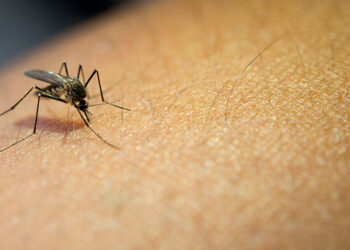 OMS insta a la erradicación global de la malaria antes de 2030