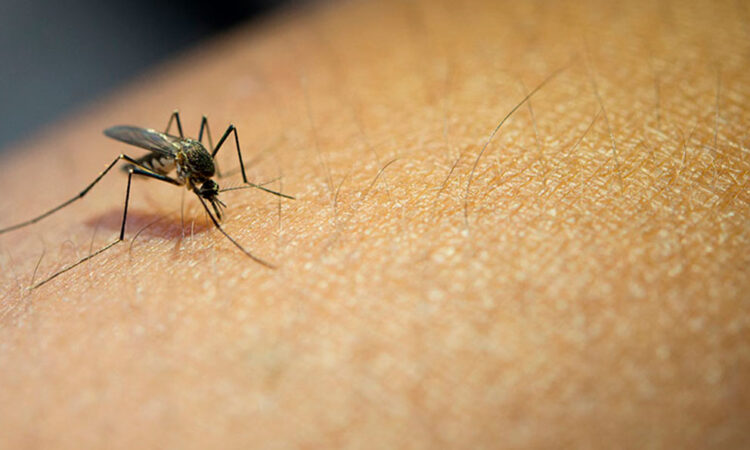 OMS insta a la erradicación global de la malaria antes de 2030