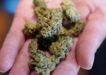 Marruecos avanza en la comercialización de productos derivados del cannabis legal