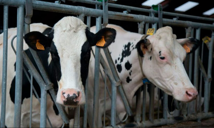 OMS advierte sobre presencia del virus H5N1 en EE.UU.