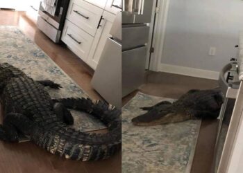 Encuentro sorprendente: Caimán irrumpe en casa de residente de Florida