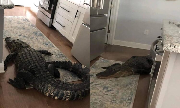 Encuentro sorprendente: Caimán irrumpe en casa de residente de Florida