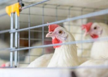 Riesgo de gripe aviar H5N1 está evolucionando: OMS