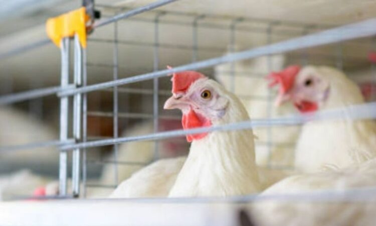 Riesgo de gripe aviar H5N1 está evolucionando: OMS
