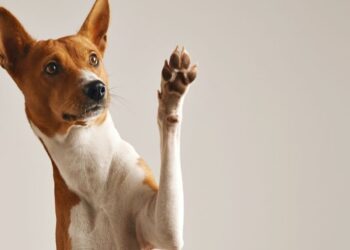 Mascotas domésticas pueden propagar bacterias resistentes a antibióticos