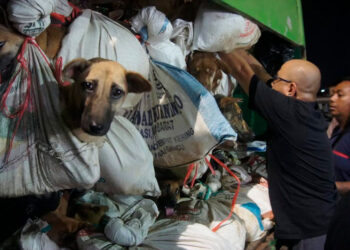 Rescate de 226 perros en operativo contra tráfico de carne de perro en Indonesia