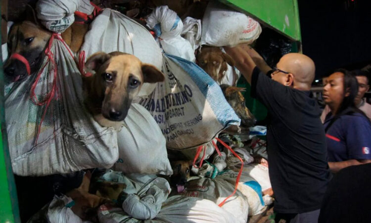 Rescate de 226 perros en operativo contra tráfico de carne de perro en Indonesia