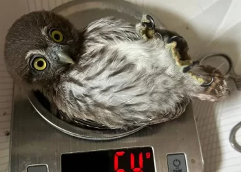 Ola de calor mata las aves silvestres en reservas de Tamaulipas y SLP