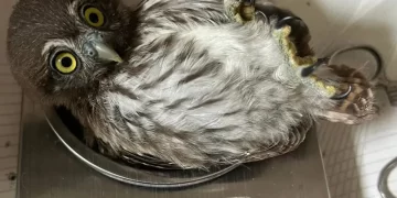 Ola de calor mata las aves silvestres en reservas de Tamaulipas y SLP