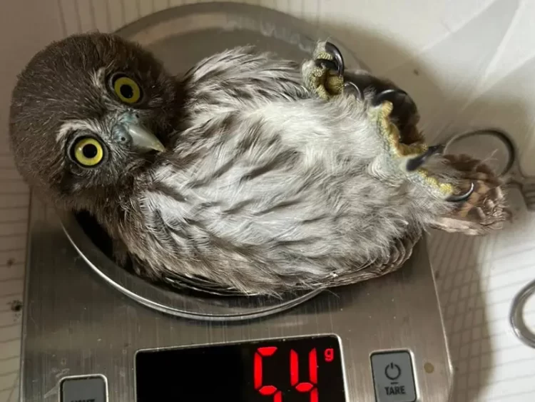 Ola de calor mata las aves silvestres en reservas de Tamaulipas y SLP