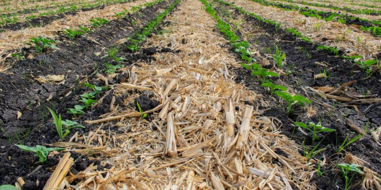 Refuerzan acciones contra incendios forestales y erosión por quemas agropecuarias