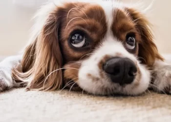 Enfermedades respiratorias en perros causa alerta por epidemia: síntomas y cómo se contagia