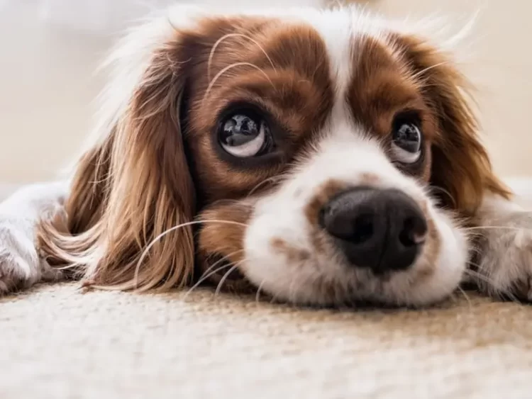 Enfermedades respiratorias en perros causa alerta por epidemia: síntomas y cómo se contagia