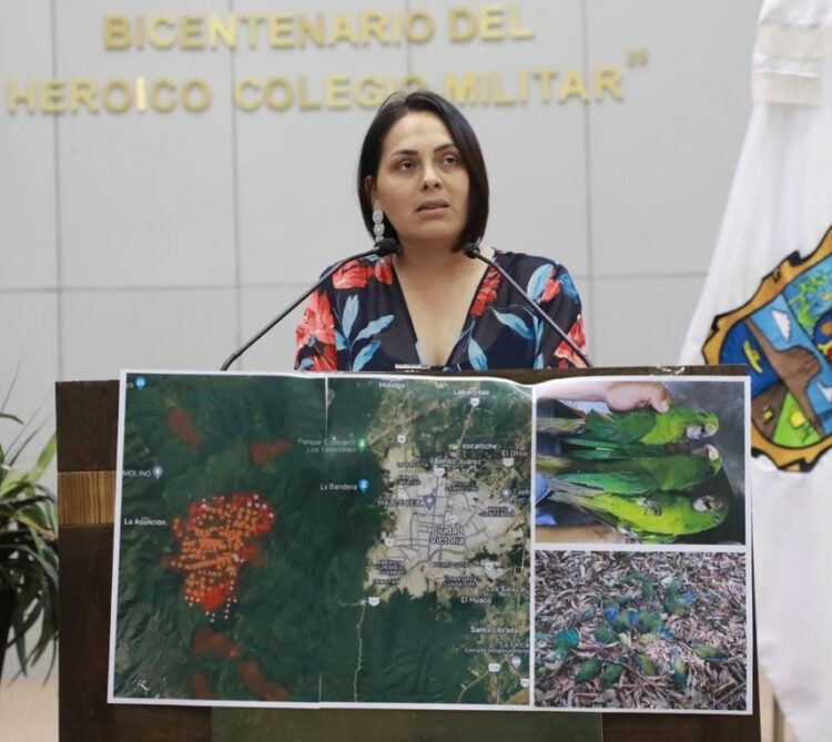 Piden urgente apoyo federal para el combate de incendios forestales en Tamaulipas