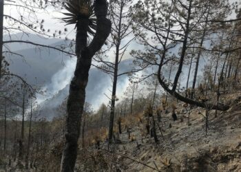 Trabajan cuarenta brigadistas en combate a incendio forestal de Ávila y Urbina de Jaumave