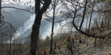 Trabajan cuarenta brigadistas en combate a incendio forestal de Ávila y Urbina de Jaumave