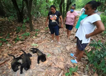 Semarnat investiga muerte de decenas de monos aulladores en Tabasco y Chiapas