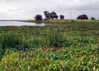 Urgen retirar lirio acuático del sistema lagunario del sur de Tamaulipas