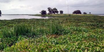 Urgen retirar lirio acuático del sistema lagunario del sur de Tamaulipas