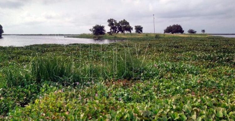 Urgen retirar lirio acuático del sistema lagunario del sur de Tamaulipas