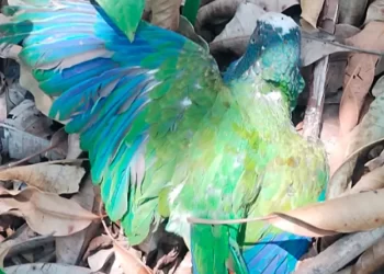 Mueren en Gómez Farías, Tamaulipas 29 loros cola blanca por altas temperaturas