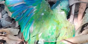 Mueren en Gómez Farías, Tamaulipas 29 loros cola blanca por altas temperaturas