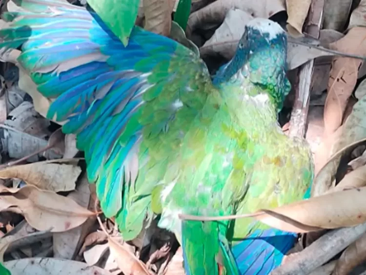 Mueren en Gómez Farías, Tamaulipas 29 loros cola blanca por altas temperaturas