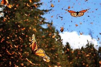 México, EU y Canadá implementarán medias urgentes para proteger a la mariposa Monarca