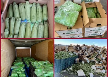 Decomisan cinco toneladas de metanfetamina en cargamento de calabacitas