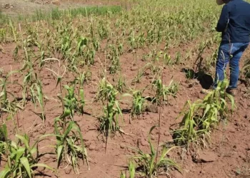 Sequía en México ya afecta 85% del territorio nacional; impacta la falta de lluvias